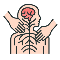 système nerveux est malléable